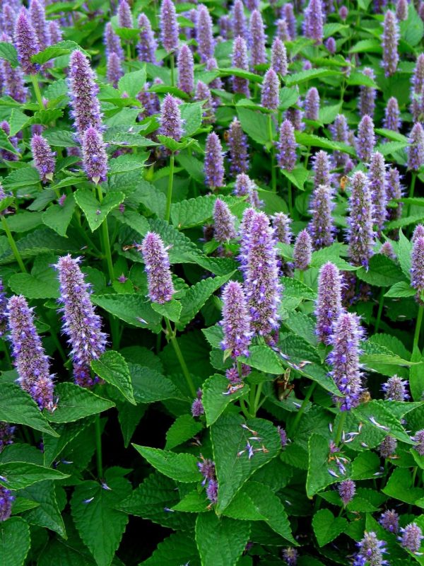 Anise Hyssop, Agastache, 4″ Pot – Snapdragon Flower Farm LLC