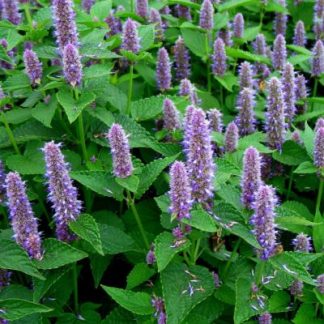 Anise Hyssop, Agastache, 6" Pot