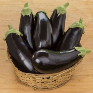 Eggplant, Michal, 4" Pot