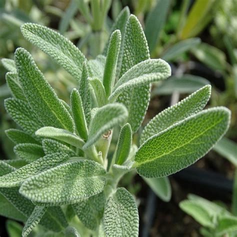 Sage, Extrakta, 4″ Pot – Snapdragon Flower Farm LLC