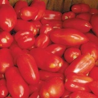 Tomato, Paste, San Marzano II, 4" Pot