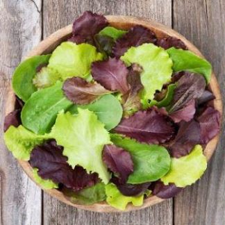 Lettuce, Yankee Blend, Pack