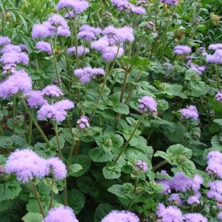 Ageratum Blue Horizon