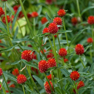 Gomphrena, Strawberry Fields, Pack