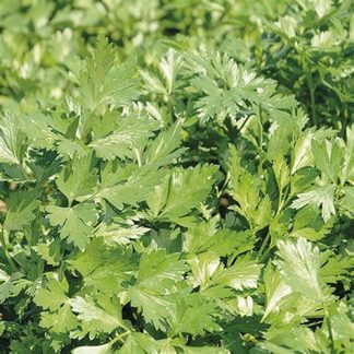 Parsley, Peione