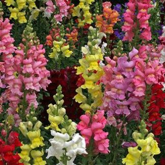 Snapdragon, Rocket Mix, Pack