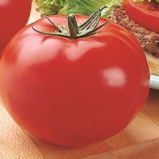 Tomato Big Beef