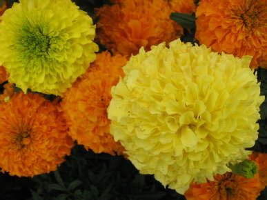 Marigold, Inca II Mix, Pack – Snapdragon Flower Farm LLC