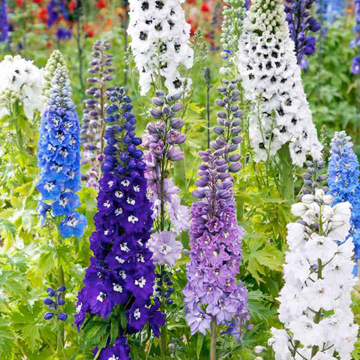 Delphinium, Magic Fountain Mix, Perennial Pot – Snapdragon Flower Farm LLC