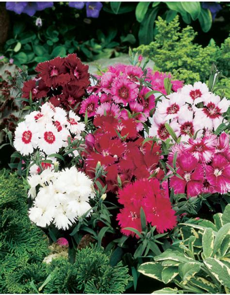 Dianthus, Diana Mix, Pack – Snapdragon Flower Farm Llc