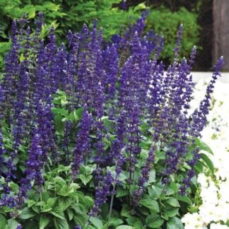 Salvia, Big Blue, 6"Pot