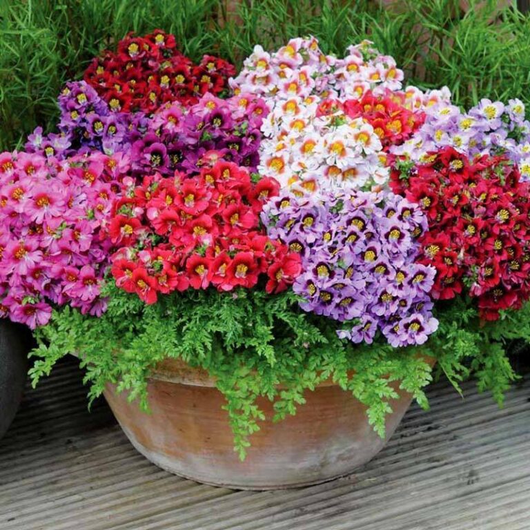 Schizanthus, Atlantis Mix, 4″Pot Snapdragon Flower Farm LLC