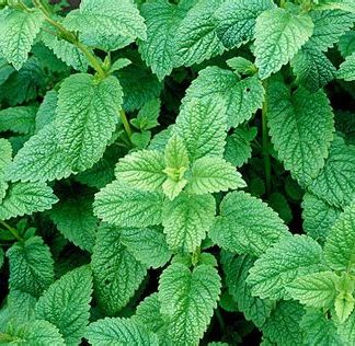 Lemon Balm