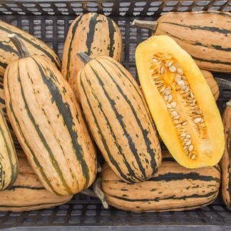 Squash, Winter, Honey Boat Delicata, 4" Pot