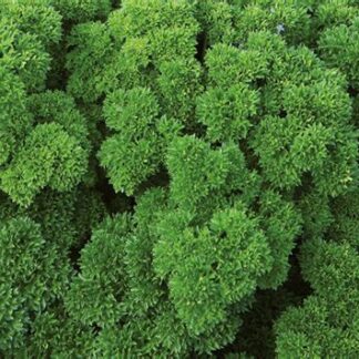 Parsley, Curly, Wega, 4" Pot