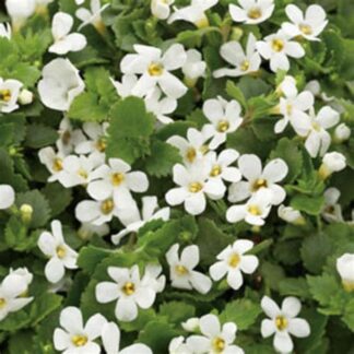 Bacopa, Snowtopia, Pack