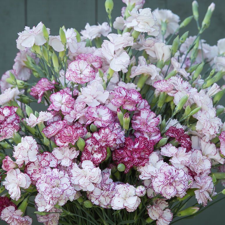 Dianthus, Chabaud Benigna, Pack – Snapdragon Flower Farm LLC