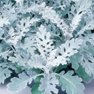Dusty Miller, Silverdust, Pack