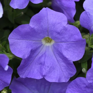 Petunia E-3 Easy Wave Blue Sky, Pack