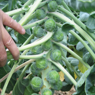 Brussels Sprouts, Divino, Pack