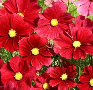 Cosmos, Rubenza, Pack