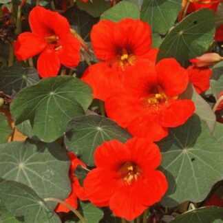 Nasturtium, Princess of India, Pack