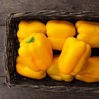 Pepper, Yellow Bell, Brocanto, 4" Pot
