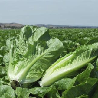 Lettuce, Romaine, Blue Rock, Pack
