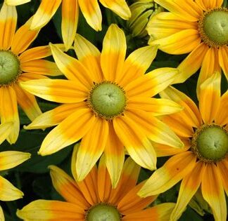 Rudbeckia Hirta, Prarie Sun, Pack