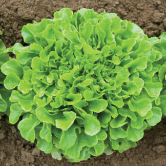 Lettuce, Salanova, Green Oakleaf, Pack