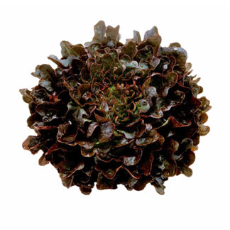 Lettuce, Salanova, Red Oak, Pack