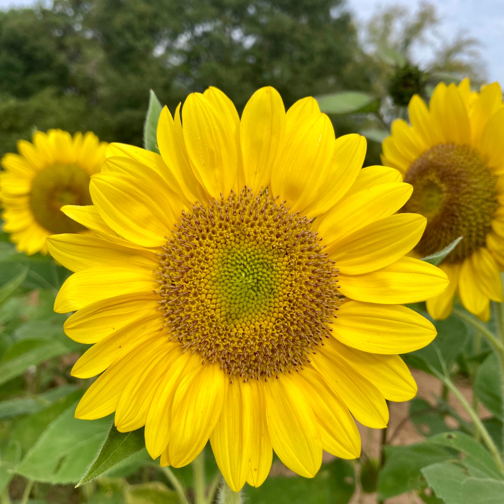 Sunflower, Sunrich Lime, Pack – Snapdragon Flower Farm LLC