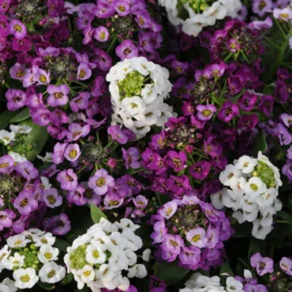 Alyssum, Clear Crystal Mix, Pack