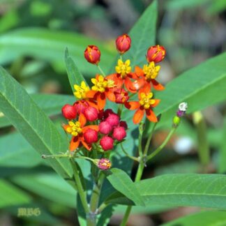 Asclepias, Silky Red, 6" Pot