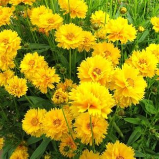 Coreopsis, Early Sunrise, Pack