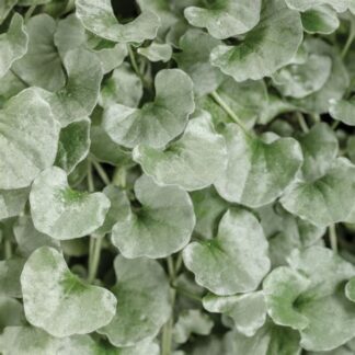 Dichondra, Silver Falls, Pack