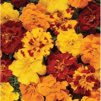 Marigold, Durango Outback Mix, Pack