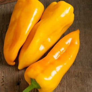 Pepper, Italian, Escamillo, 4" Pot