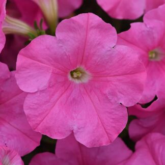 Petunia E-3 Easy Wave Pink, Pack