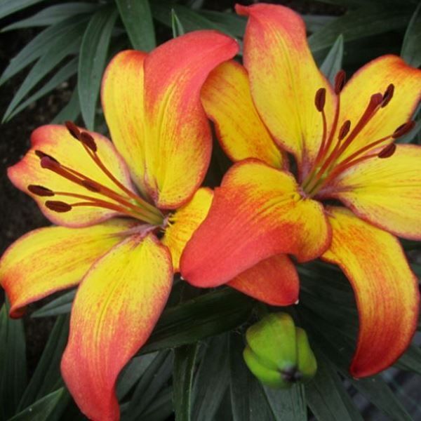 Lily sunset joy – Snapdragon Flower Farm LLC