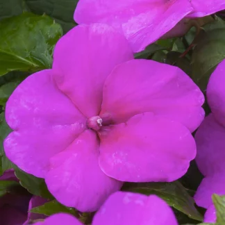 Impatiens, Imara Purple, Pack