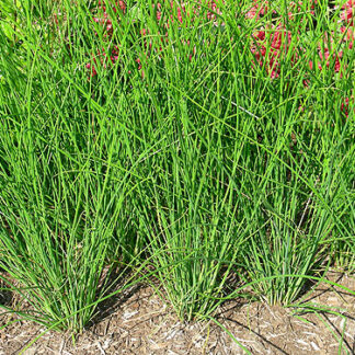 Grass, Juncus Javelin, 4" Pot