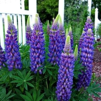 Lupine, Gallery Blue, 6" Pot