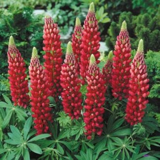 Lupine, Gallery Red, 6" Pot