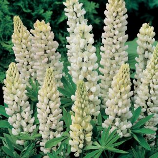 Lupine, Gallery White, 6" Pot
