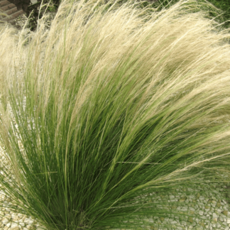 Grass, Pony Tails, 4" Pot
