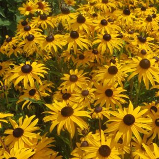 Rudbeckia Fulgida, Goldblitz, (P) Pack