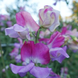 Sweet Pea, Enchante, Pack