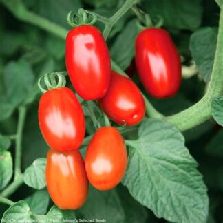 Tomato, Grape, Valentine 4" Pot
