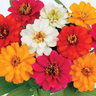 Zinnia, Profusion AAS Mix, Pack